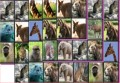 Animals MahJong 