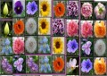 MahJong Flowers
