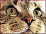 Free Cat Closeup Jigsaw Puzzles