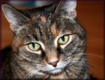 Free Cat Face Jigsaw Puzzles
