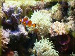 Free Nemo Fish Jigsaw Puzzles